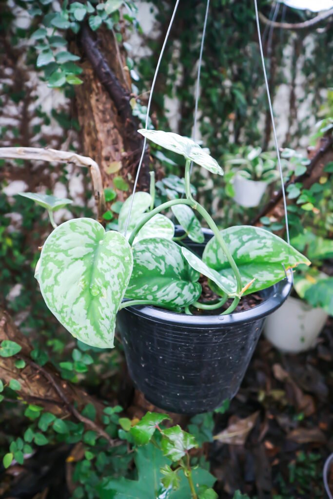 Scindapsus pictus exotica or Scindapsus pictus