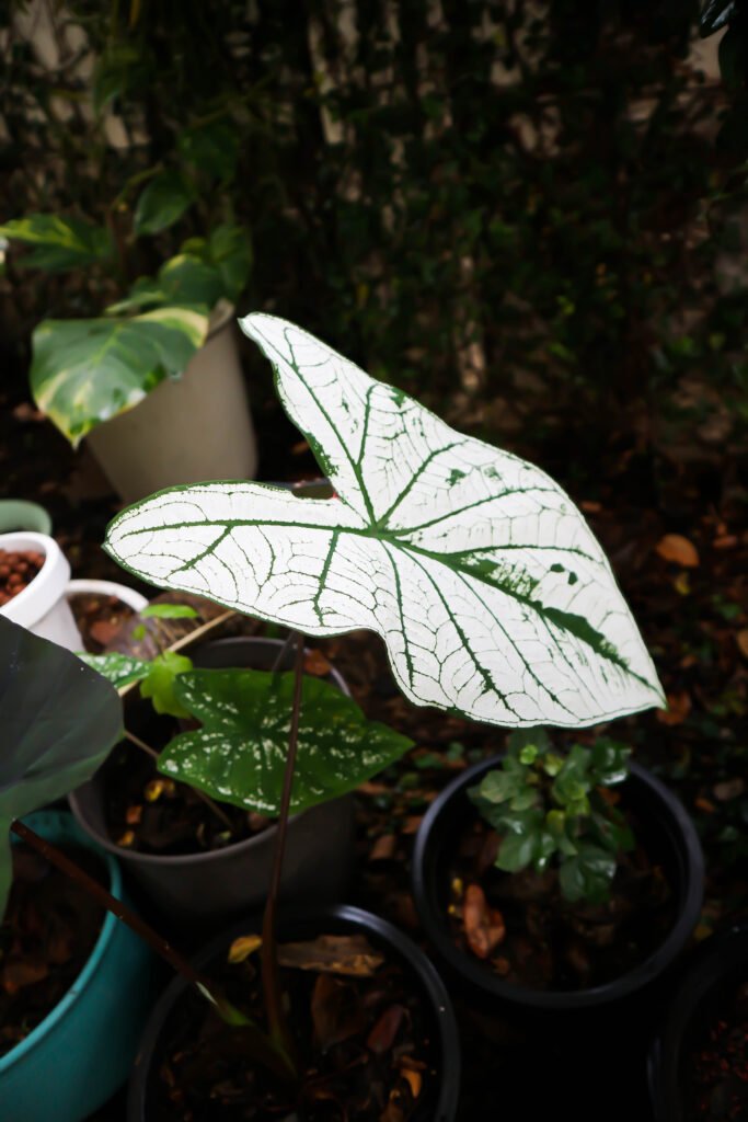 Caladium , Araceae or Caladium Bicolor plant